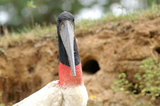 Jabiru d'Amérique